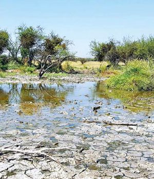 Batuco Humedal La Tercera