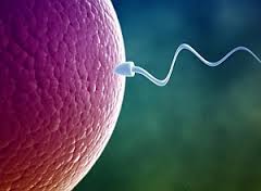 Ovulo espermatozoide-