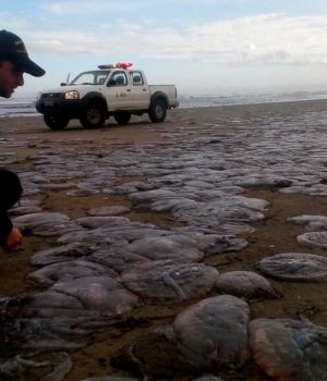 Varazon de medusas chucao-La Tercera