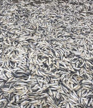 Varazon sardinas-La Tercera