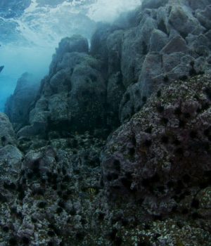 Parque-marino-Nazca-La-Tercera