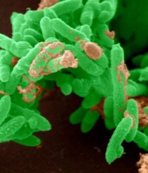 bacteria-bbc-science-photo-library