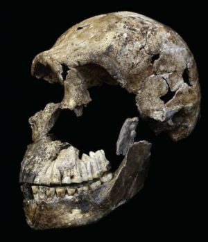 Homo Naledi-BBC