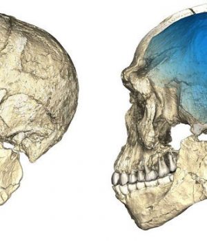Homo sapiens-tercera