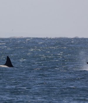 orcas-mar-La Nacion-WWFChile