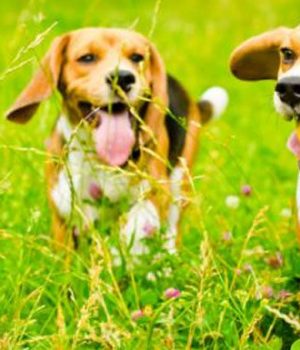 Perros beagle-tercera