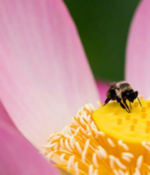 Polinización-emol efe