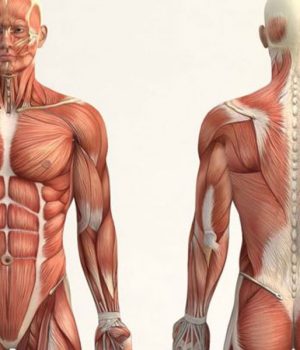 Cuerpo humano-tercera efe