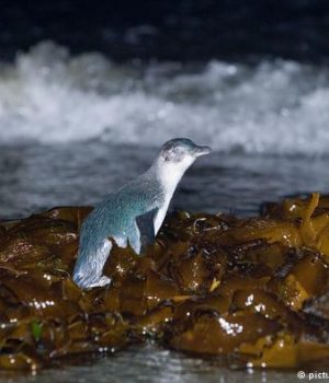 Pingüinos azules-dw mary evans pictures