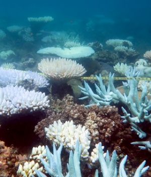 gran-barrera-coral afp-nacion