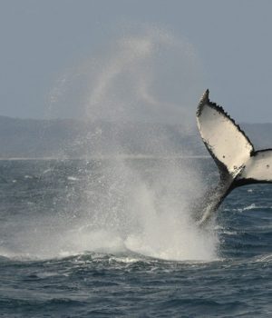 ballena-jorobada dinamo