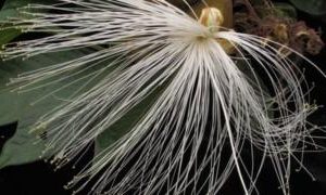 Arbol Inga Brasil-bbc mundo Toby Pennington