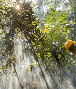 Bosque-cooperativa EFE