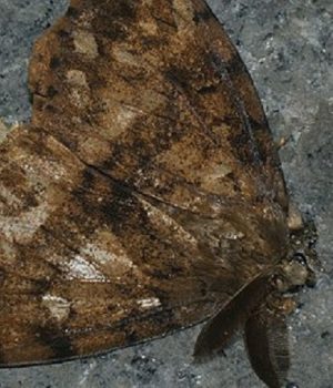 Polilla gitana-cooperativa