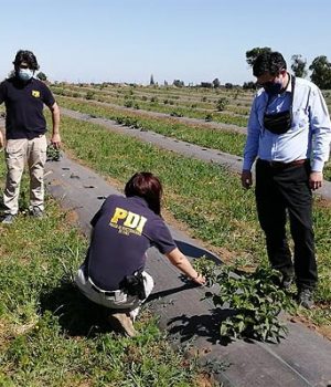 Sutil envenenamiento-emol