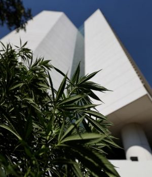 Marihuana Mexico-tercera