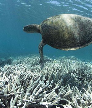 Coral Barrera-Australia-emol afp