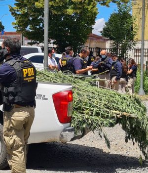 PDI Temucuicui marihuana-la tercera