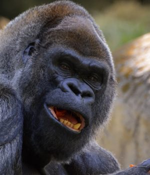 Gorila-Ozzie efe emol