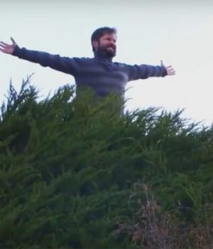 Boric arbol-mostrador