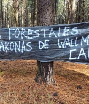 Toma mapuche fundo-cooperativa-