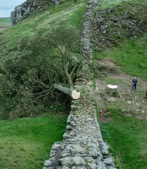 Inglaterra arbol de Robin Hood-bbc