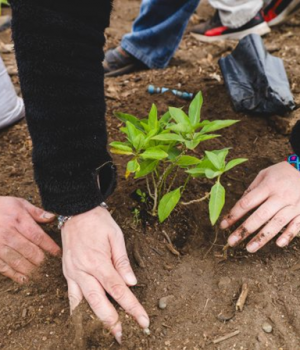 Plantacion especie nativa-mostrador