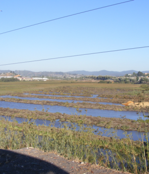 Humedal Paicavi Concepcion