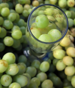 Uva de mesa-mostrador uno