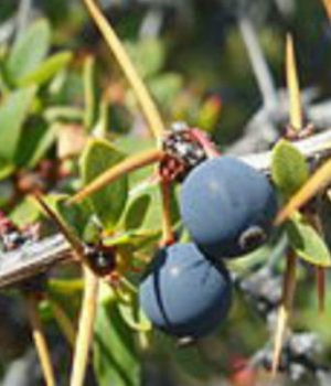 Calafate-emol u de chile