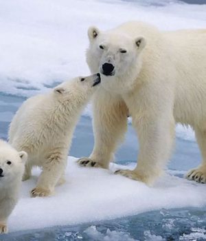 osos-polares-tercera