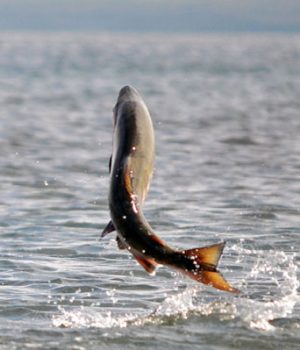 Salmon-emol la segunda