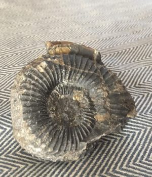 Fosil amonite-bio bio