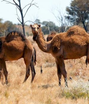 Camellos Australia-dw