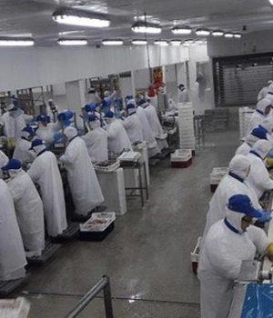 Friosur-salmones-emol