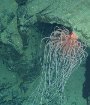 Vida Fosa Atacama-emol