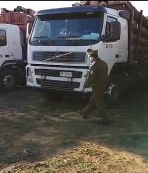 Camiones madera robada-emol