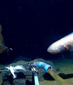 Mar profundo-caladan oceanic-bbc mundo