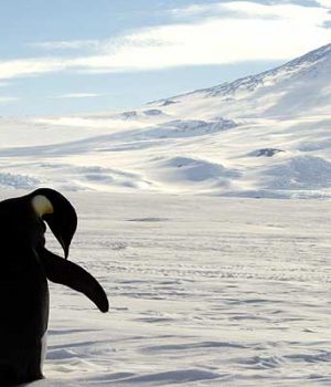 Pingüino emperador-emol reuters