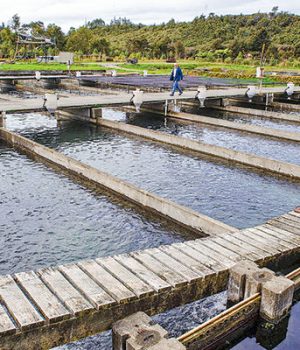 Salmones-noruegos-_Bloomberg df