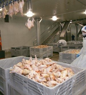 Gripe aviar matanza Vial emol